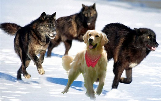 Dogs